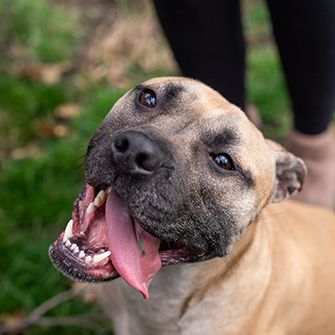 close up on a happy tan pit bull outside