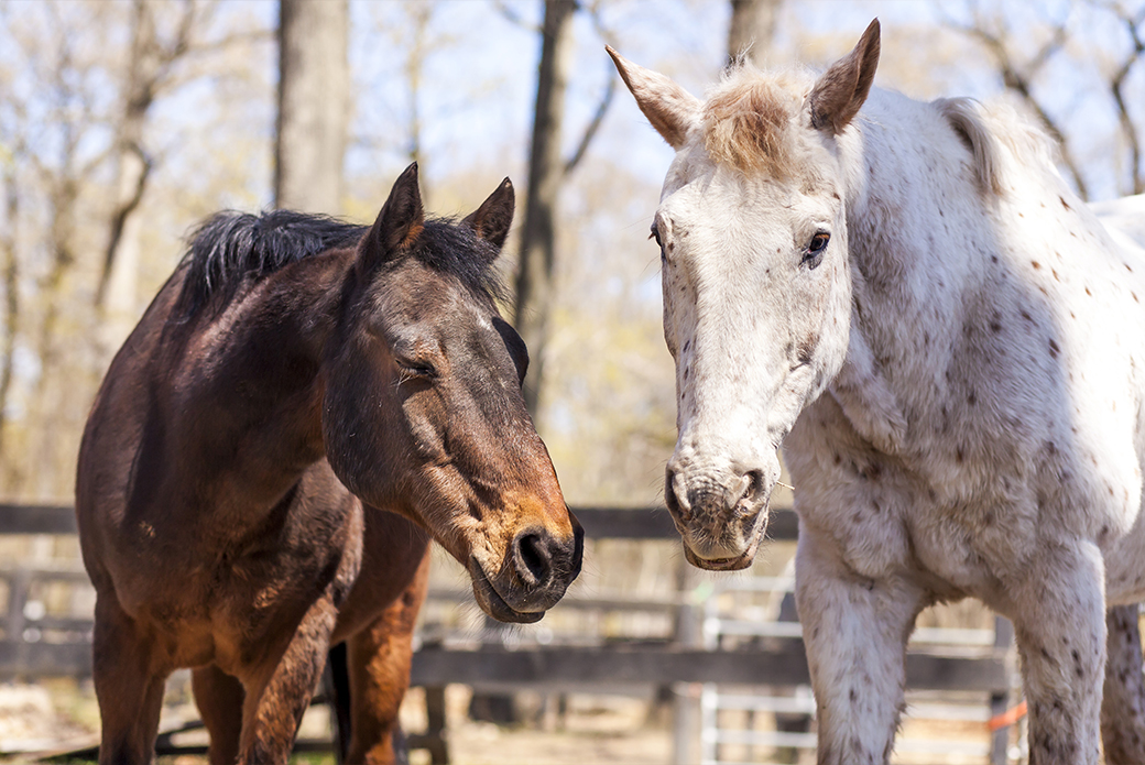 Close up on two horses in a corral