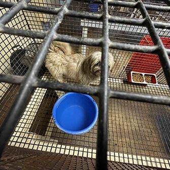 Dog in cage with blue dish