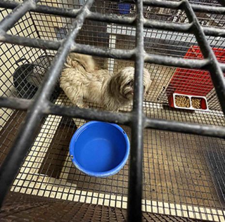 Dog in cage with blue dish