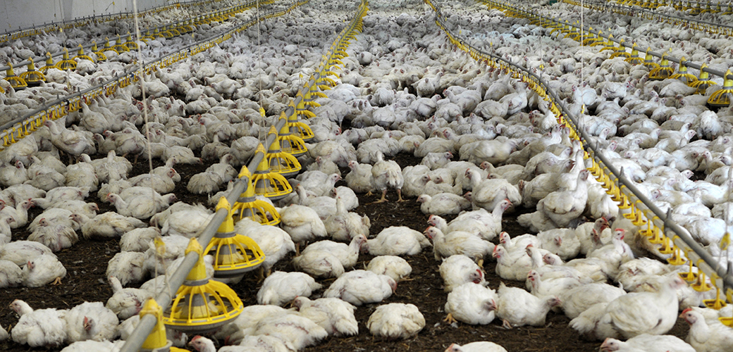 chickens in a factory farms