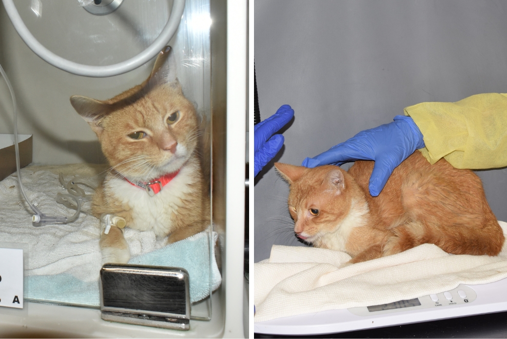 A cat receiving medical treatment