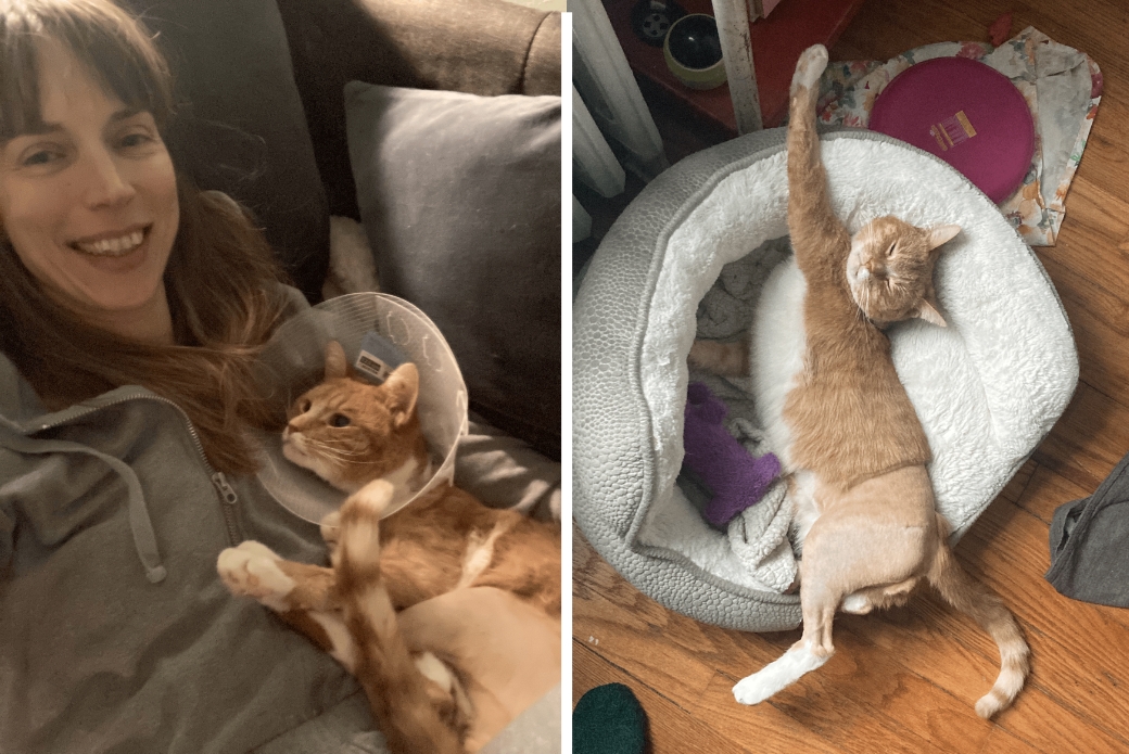 Smiling woman holding a cat with a shaved hip, and a cat in a bed stretching his legs