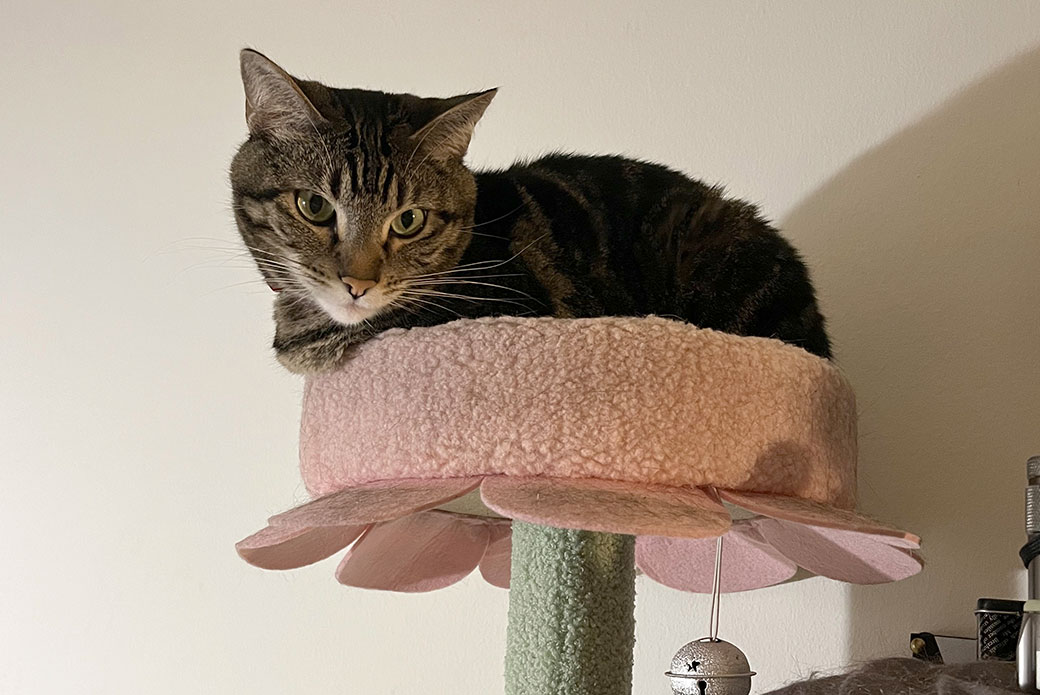 Dora on a pink flower shaped cat tree