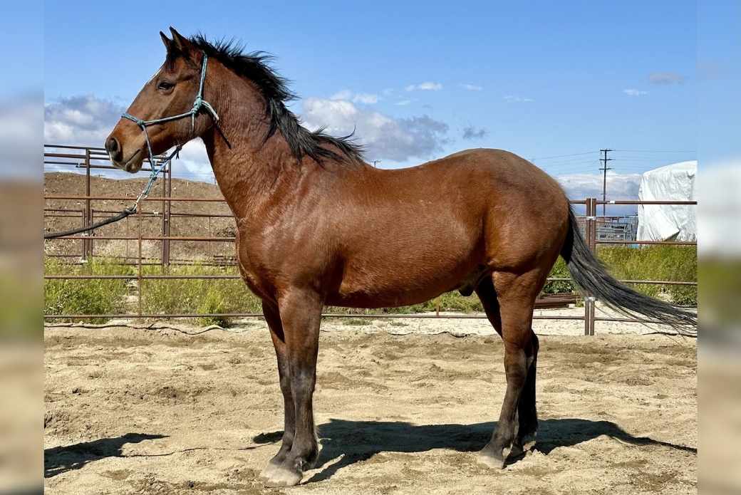 Side profile of a horse in a corral