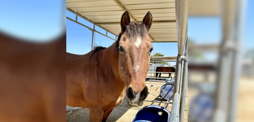 A horse standing at a trough and looking at the viewer
