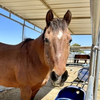A horse standing at a trough and looking at the viewer