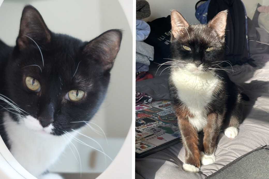 A cat looking through a circular window and a cat sitting up in sunlight