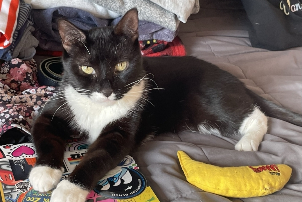 A cat lying down on a bed with a toy banana