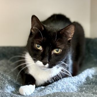 A cat lying down with one paw sticking out