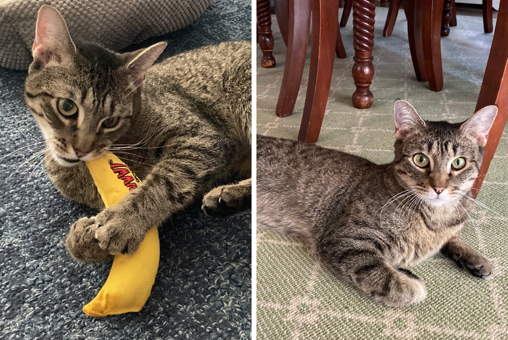 A cat chewing on a banana toy and a cat lying down