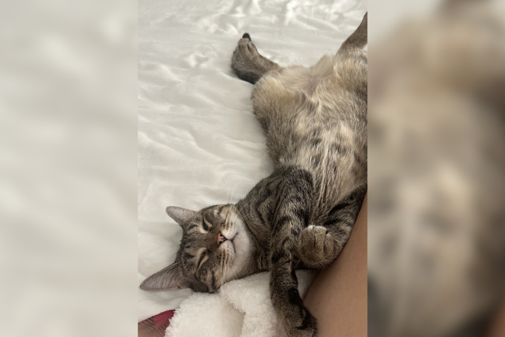 A cat rolled over on its back, showing their belly