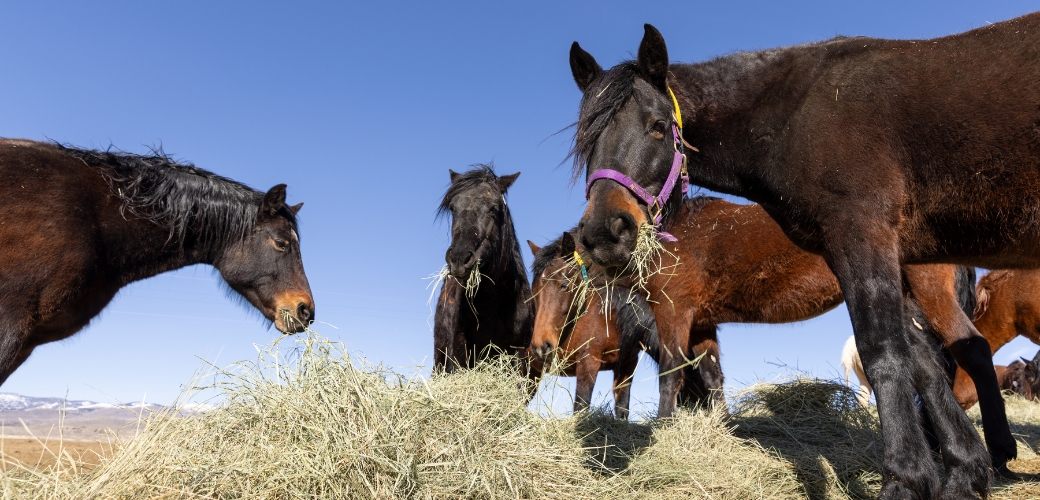 Morgan horses eating