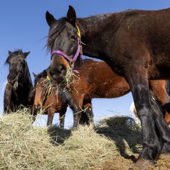 Morgan horses eating