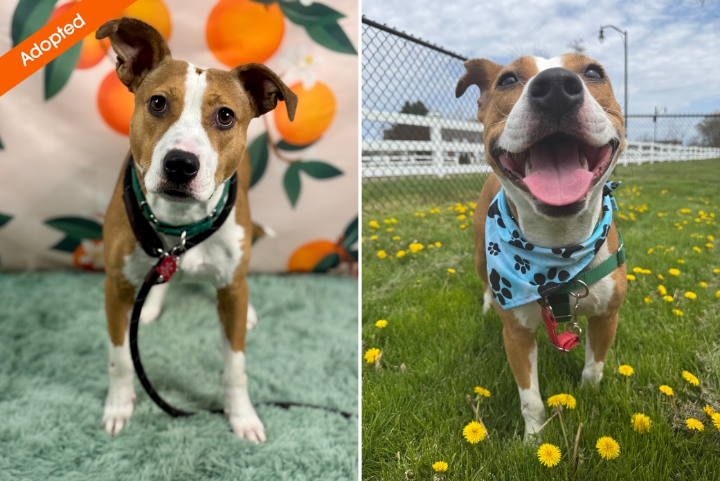 Two pictures of a dog looking happily at the viewer, with an "Adopted" sticker at the top