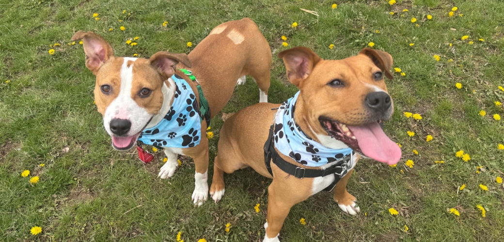 Two smiling dogs standing next to each other