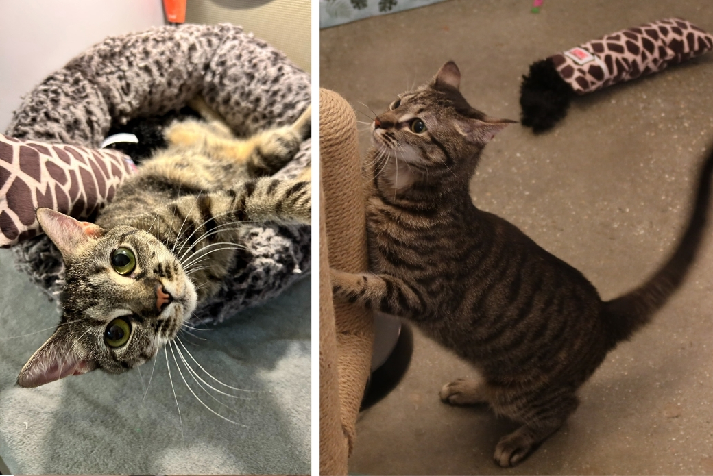 A cat lying in a bed, and a cat playing with a scratching post