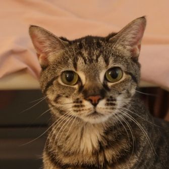 A tabby cat looking calmly at the viewer