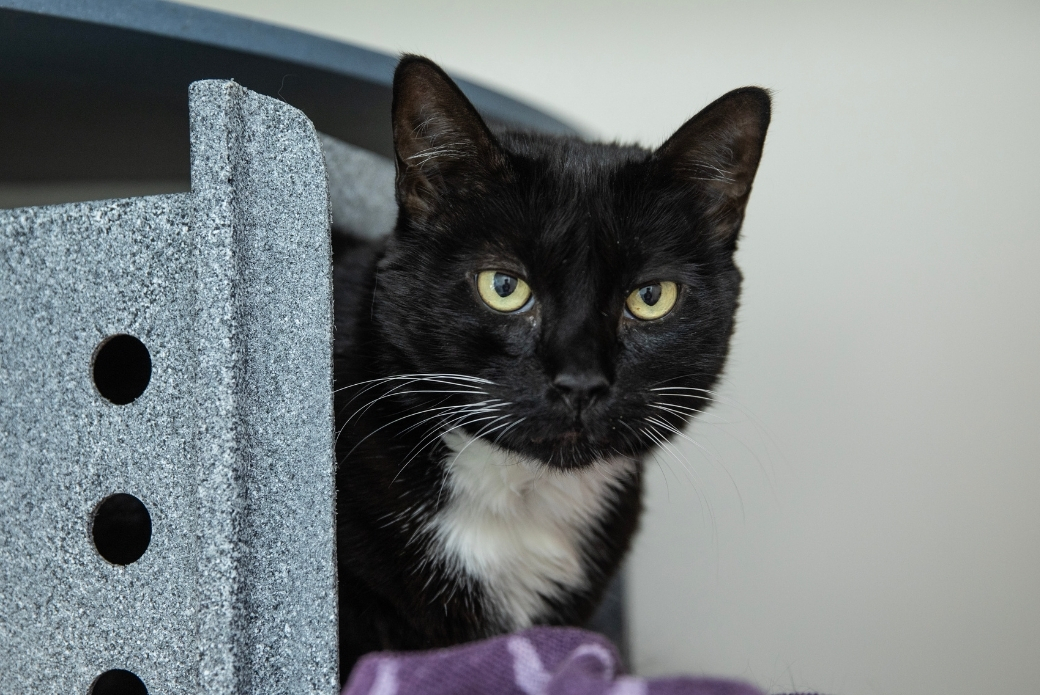 A cat peeking out from a carrier, looking at the viewer