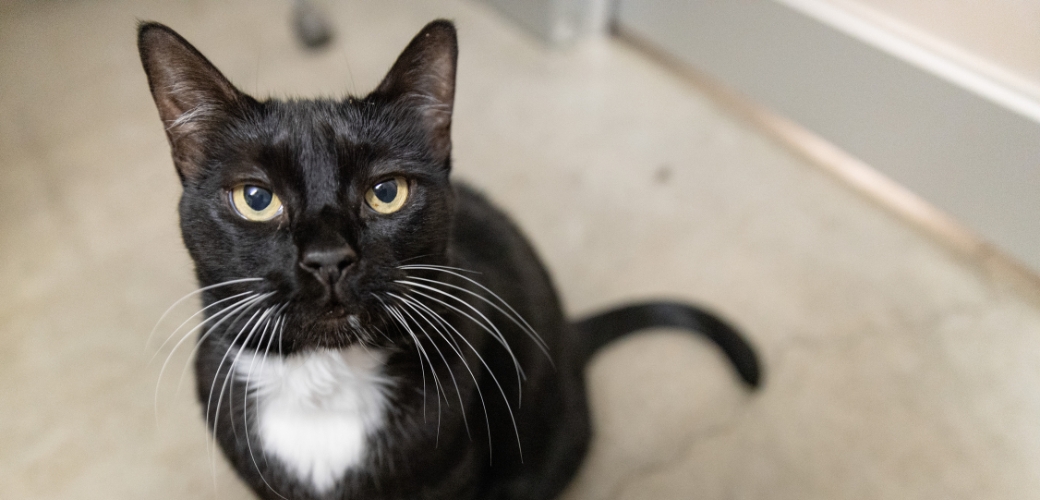 A cat on the floor, looking up at the viewer