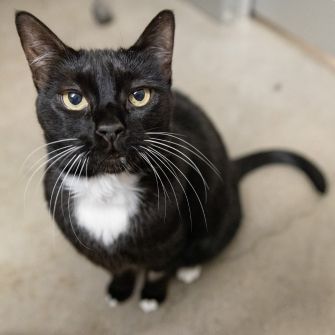 A cat on the floor, looking up at the viewer