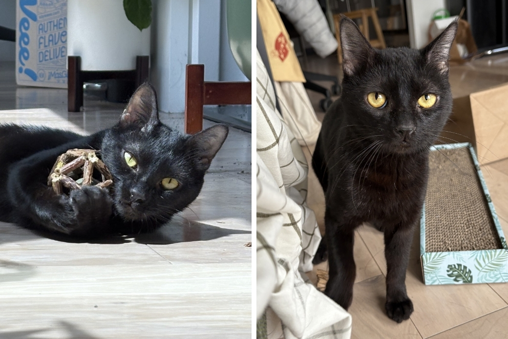 A cat with a toy between their paws and a cat standing up and looking at the viewer