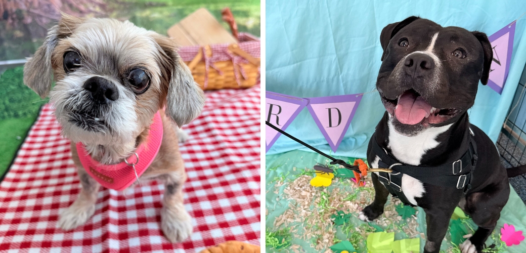 A small dog and a big dog in a picnic setting