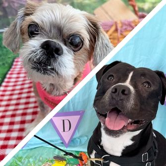 A small dog and a big dog in a picnic setting