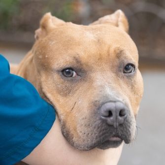 A dog being held and looking over their arm.