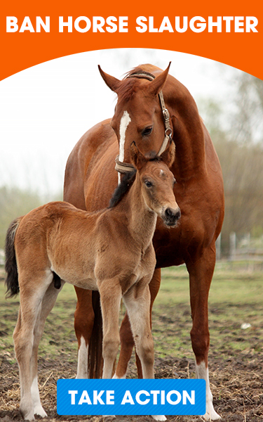 Mare and her colt