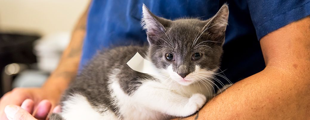 ASPCA Spay/Neuter Clinic for Rescue Professionals