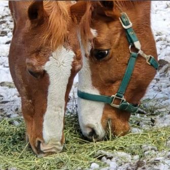 two brown horses eating