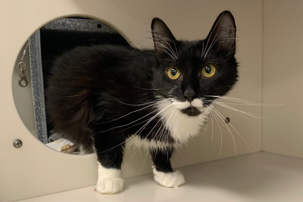 A cat walking by and looking at the viewer