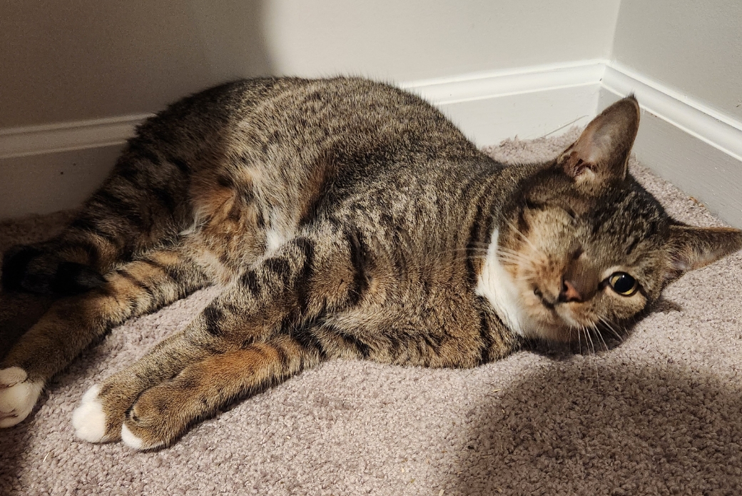 A cat lying down in a closet