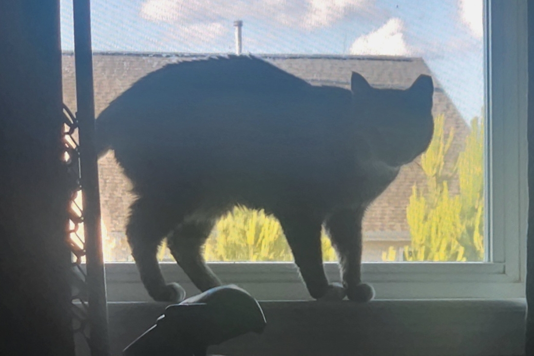 The silhouette of a cat standing on a windowsill