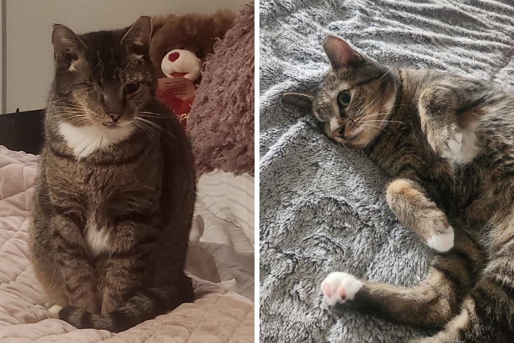 A cat sitting up happily, and a cat rolling over and showing their belly