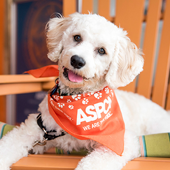 white dog with aspca bandana