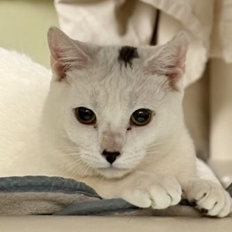 A cat lying down and looking sweetly at the viewer