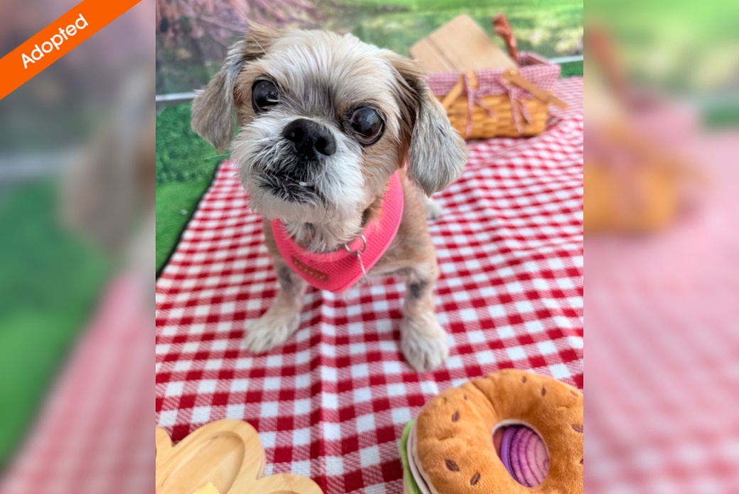 A small dog standing on a checkered picnic blanket