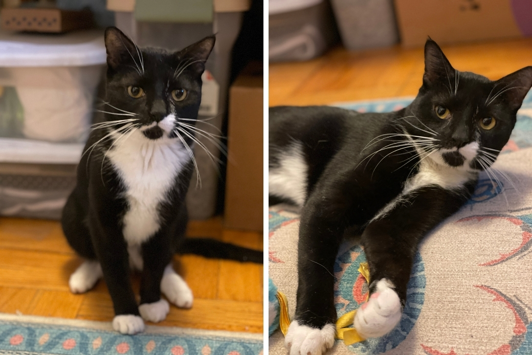 A cat sitting up and a cat lying down with a toy