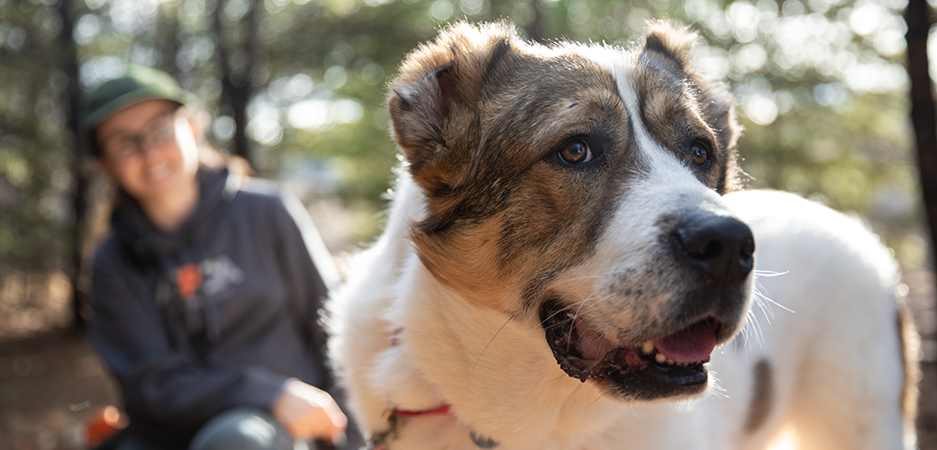 Rehabilitating fearful, undersocialized dogs