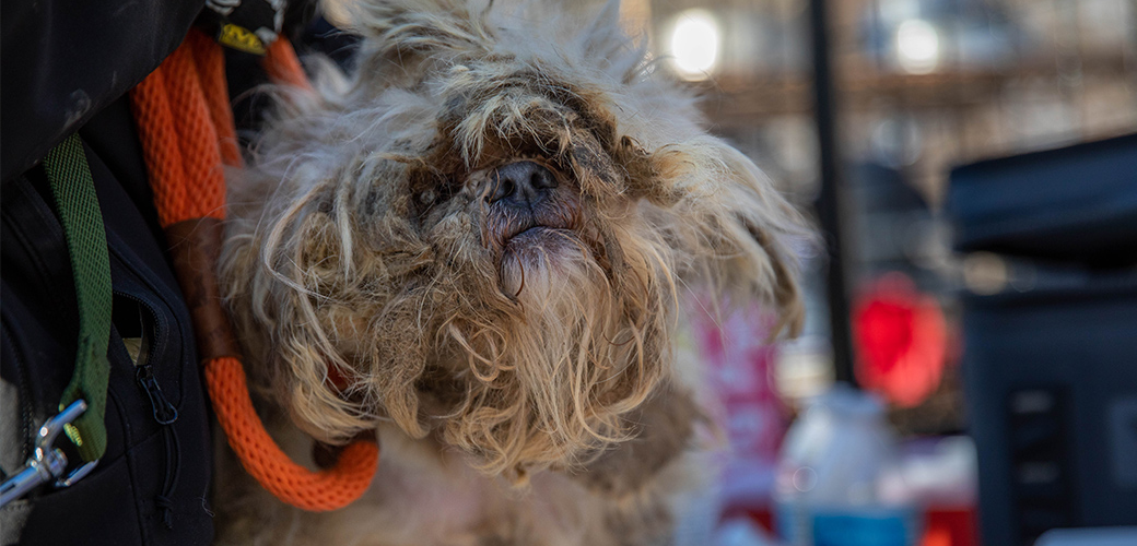 Rescuing victims of abuse, neglect, and disasters