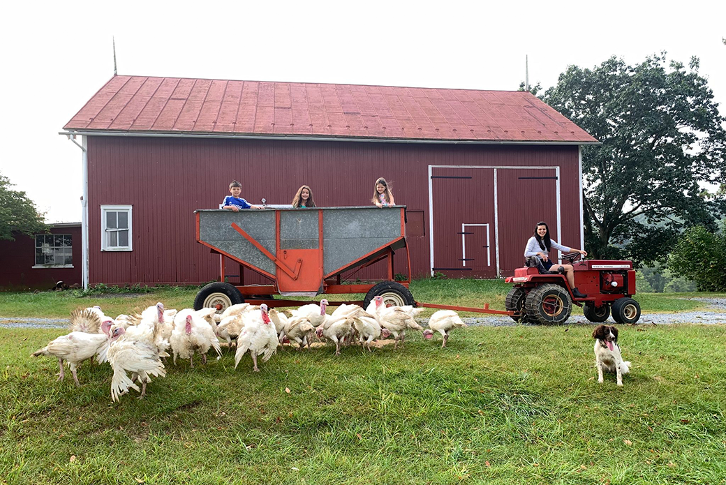 Turkeys at Merry Chase Farm