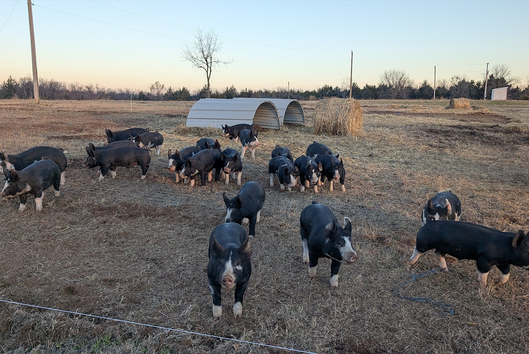 Pigs in a pasture