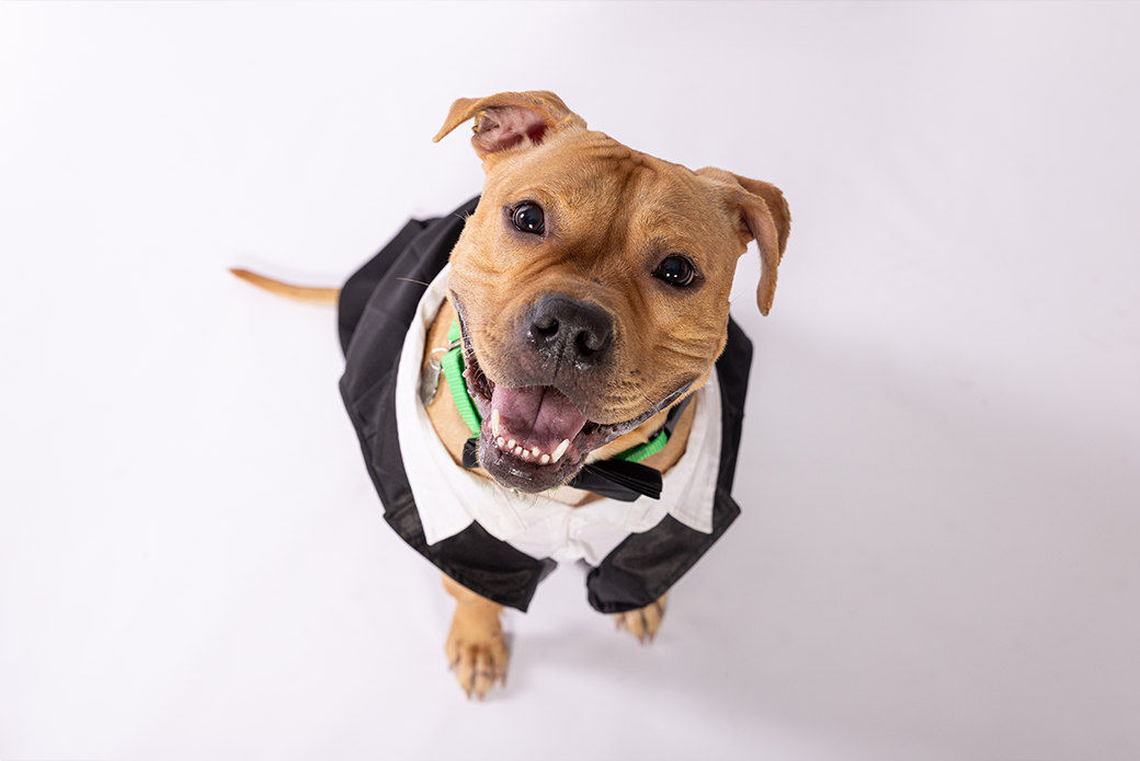 A dog in a tuxedo looking up