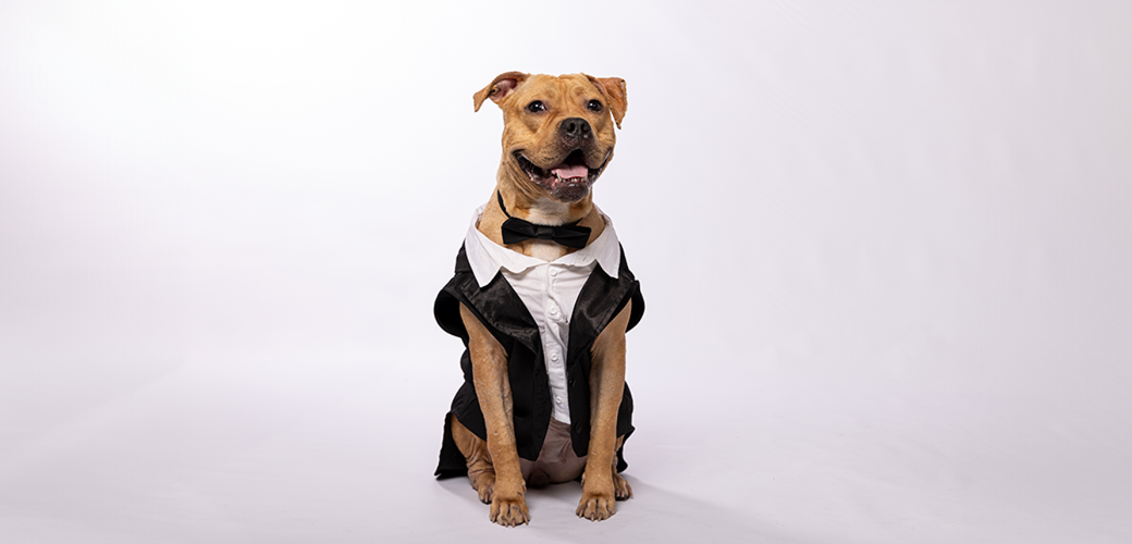A dog in a tuxedo