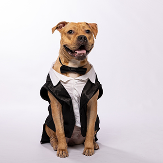 A dog in a tuxedo