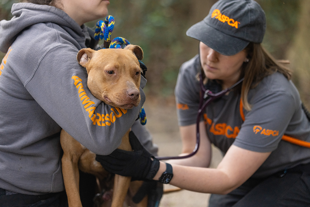 a dog being examined by two ASPCA responders on site