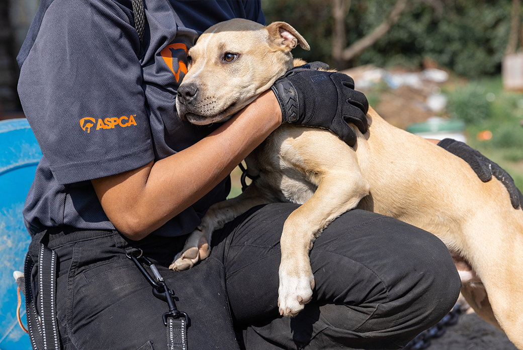 a responder holding a dog 