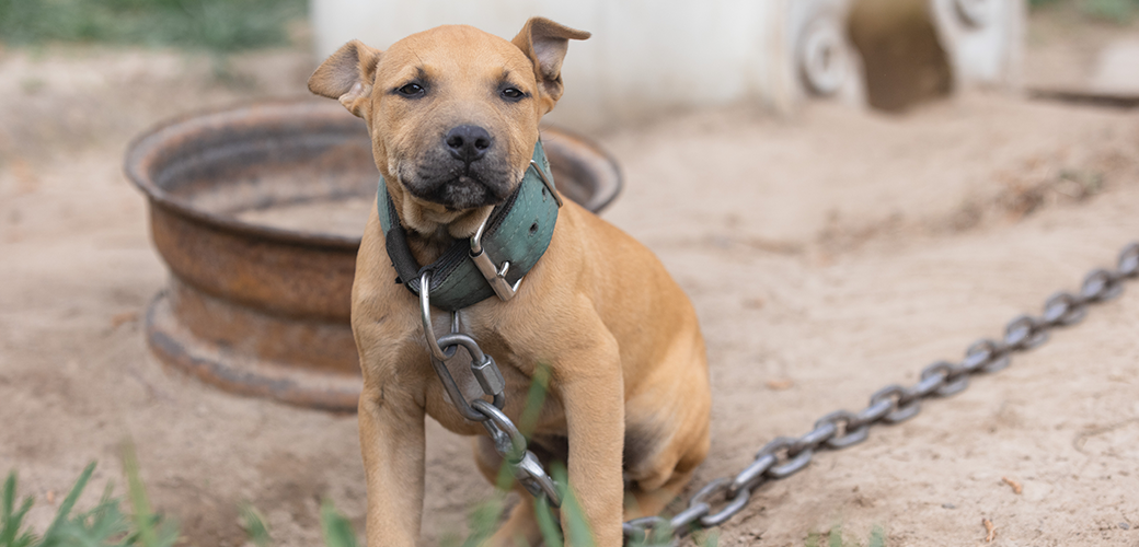 a dog chained up outside
